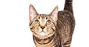 Esme is registered to the contest to win money with this photo: cat, tabby_cat, feline, pet, animal, standing, walking, tail_up, striped_fur, yellow_eyes, whiskers, ears, portrait, studio, white_background, full_body, front_view, alert, cute, photography
