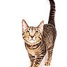 cat, tabby_cat, feline, pet, animal, standing, walking, tail_up, striped_fur, yellow_eyes, whiskers, ears, portrait, studio, white_background, full_body, front_view, alert, cute, photography