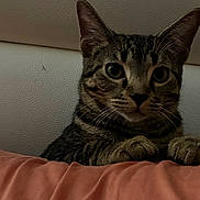 Esme joined the competition — help win amazing prizes! cat, tabby_cat, pet, animal, feline, portrait, close_up, face, whiskers, ears, eyes, nose, paws, fur, striped_fur, indoors, bed, blanket, bedroom, serious_expression