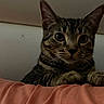 cat, tabby_cat, pet, animal, feline, portrait, close_up, face, whiskers, ears, eyes, nose, paws, fur, striped_fur, indoors, bed, blanket, bedroom, serious_expression