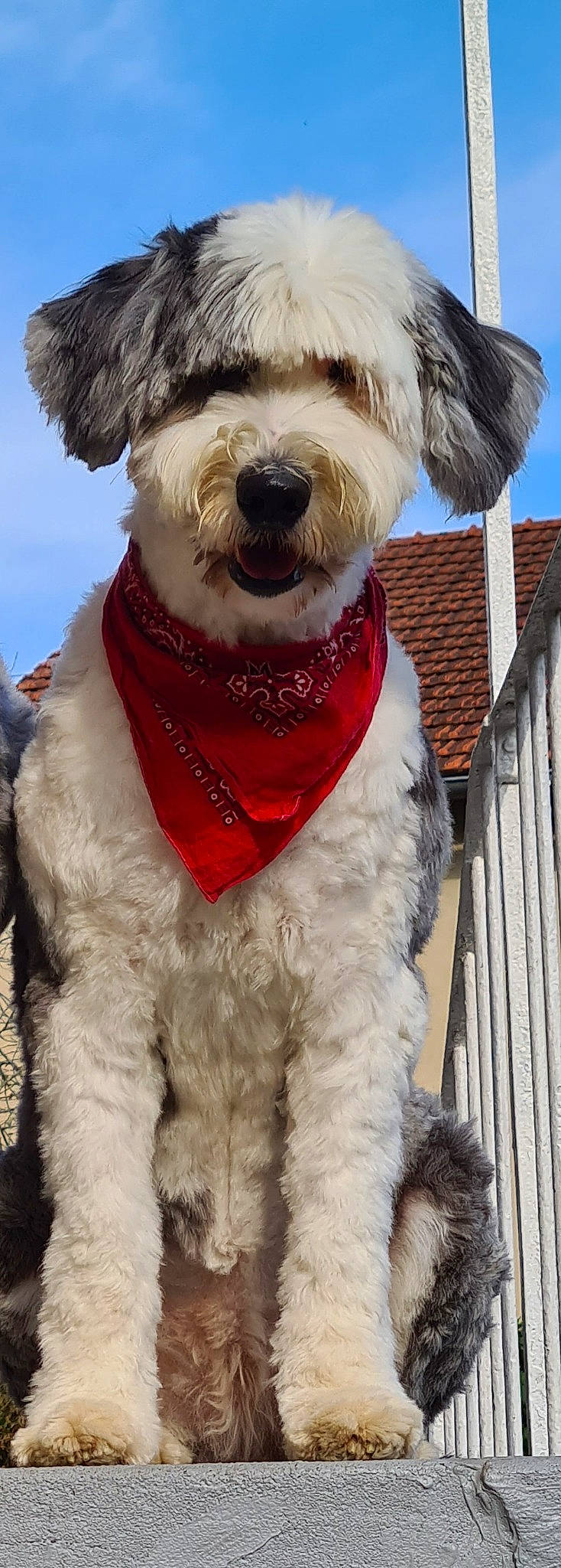 Lili a rejoint le concours — aidez-le/la à gagner de superbes lots ! canidae, carnivore, cloud, collar, companion_dog, dog, dog_breed, dog_clothes, dog_collar, dog_supply, fur, leash, pet_supply, schnauzer, sky, small_terrier, snout, sporting_group, standard_schnauzer, terrier