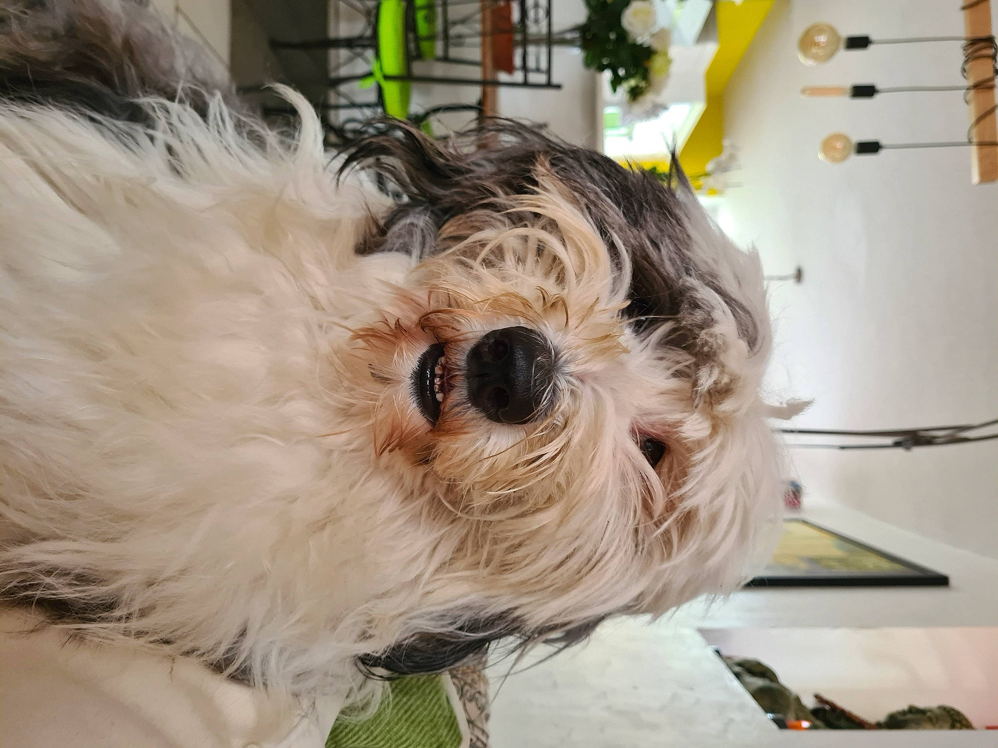 Lili participe au concours pour gagner de l'argent avec cette photo : canidae, carnivore, cockapoo, companion_dog, dog, dog_breed, dog_clothes, dog_collar, dog_supply, fur, labradoodle, poodle_crossbreed, shih_poo, small_terrier, snout, sporting_group, terrier, toy, toy_dog, working_animal