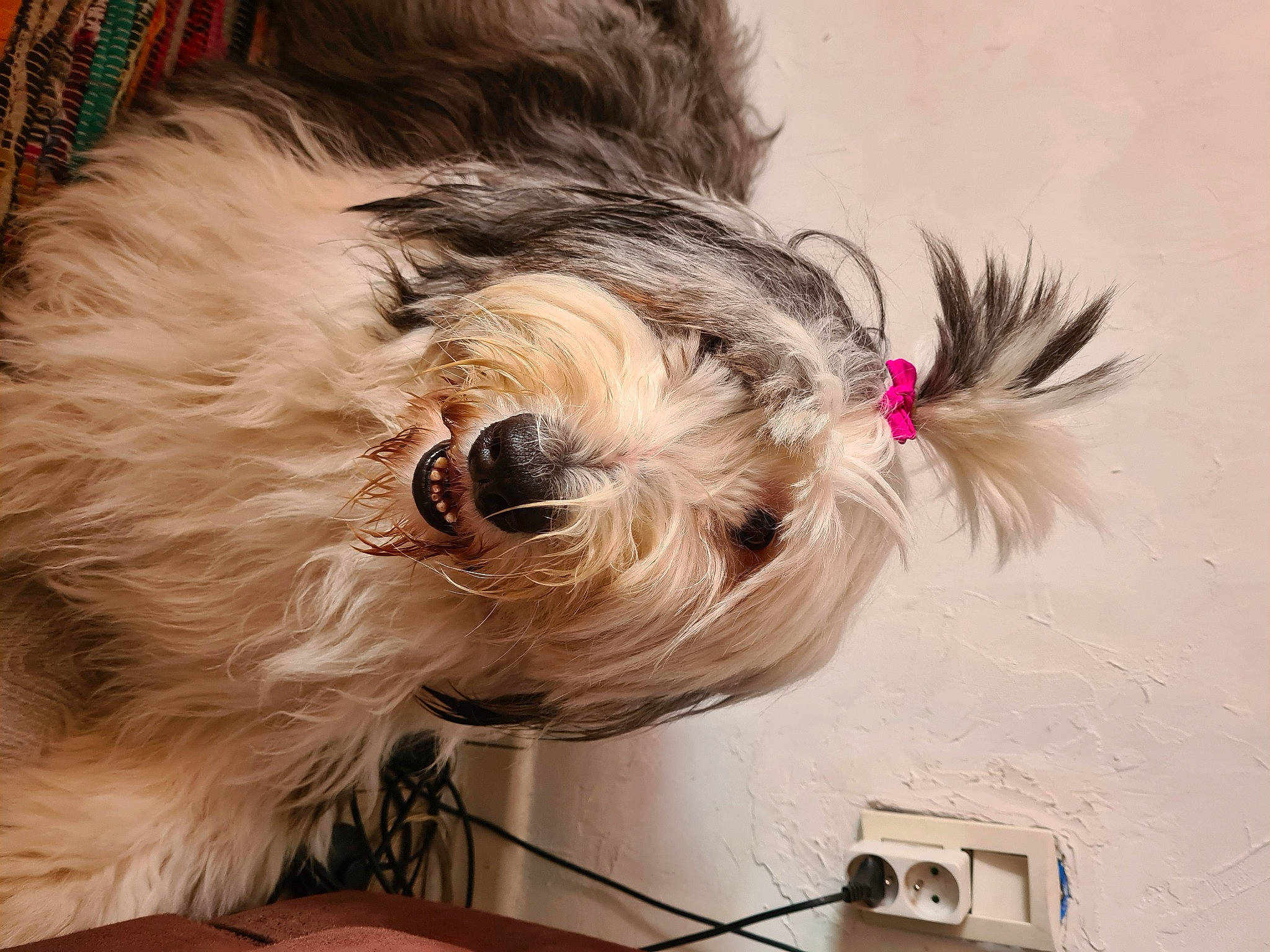 Lili a rejoint le concours — aidez-le/la à gagner de superbes lots ! canidae, carnivore, collar, companion_dog, dog, dog_breed, dog_collar, dog_supply, ear, fashion_accessory, fawn, fur, liver, pet_supply, small_terrier, snout, sporting_group, toy_dog, water_dog, working_animal