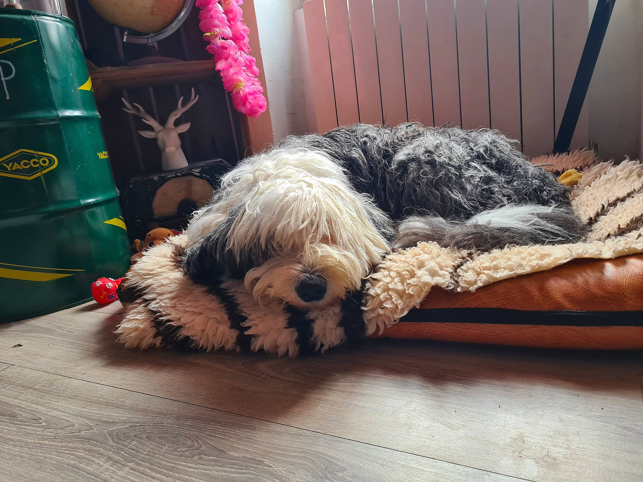 Lili a rejoint le concours — aidez-le/la à gagner de superbes lots ! carnivore, comfort, companion_dog, couch, dog, dog_breed, flooring, fur, goggles, human_leg, linens, luggage_and_bags, plush, sporting_group, stuffed_toy, terrier, throw_pillow, toy, toy_dog, wood