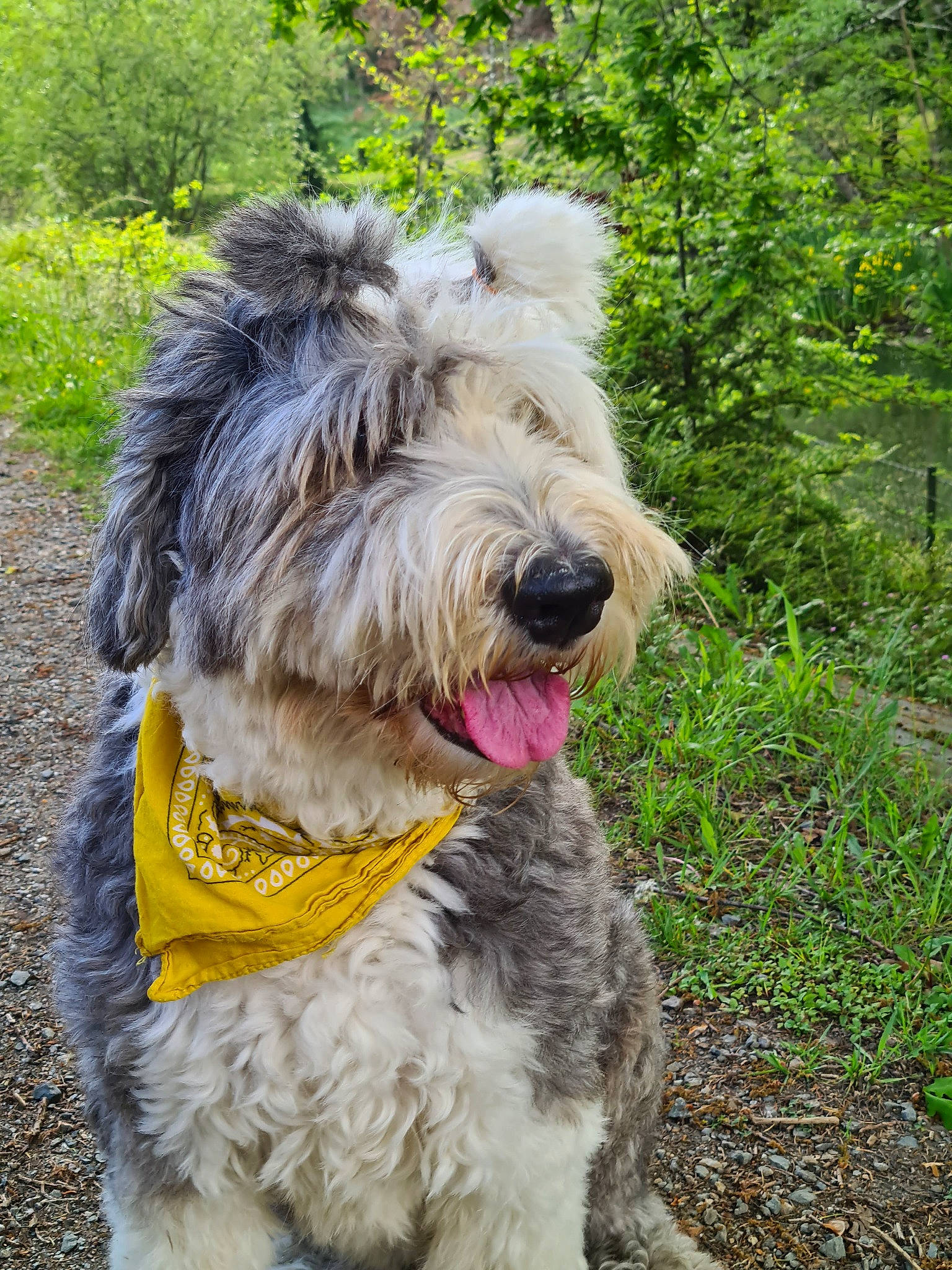 Ghalia a rejoint le concours — aidez-le/la à gagner de superbes lots ! canidae, carnivore, collar, companion_dog, dog, dog_breed, dog_collar, giant_dog_breed, grass, plant, schnauzer, small_terrier, snout, sporting_group, standard_schnauzer, terrier, toy_dog, tree, working_animal, working_dog