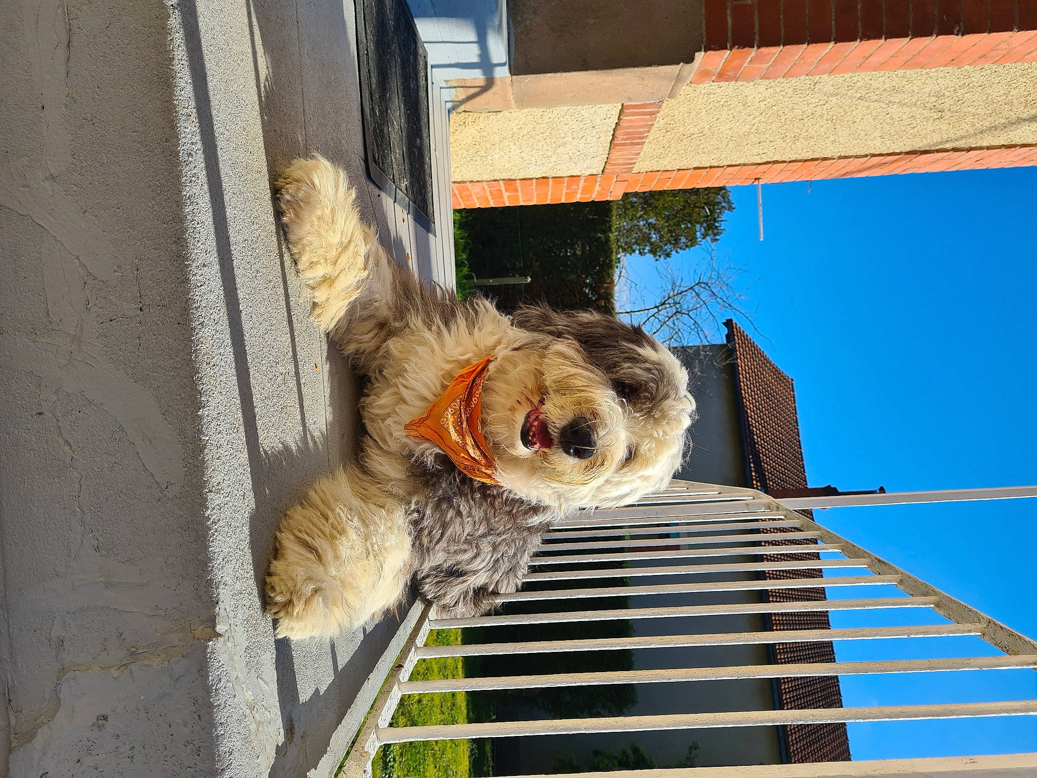 Ghalia participe au concours pour gagner de l'argent avec cette photo : blue, carnivore, collar, companion_dog, dog_breed, fawn, fur, house, mammal, pet_supply, roof, rope, shade, sky, snout, tail, tree, vertebrate, window, wood