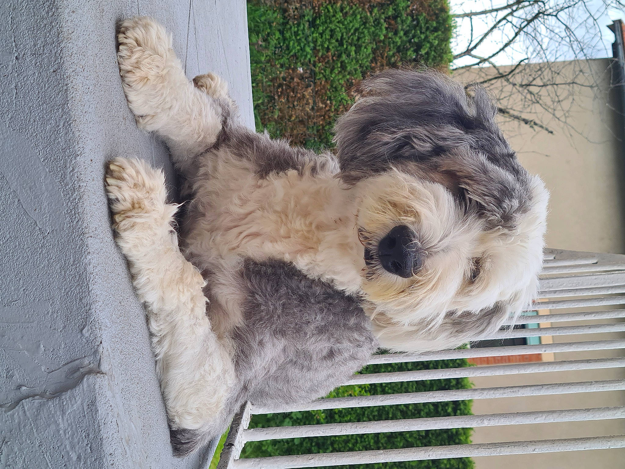 Ghalia a rejoint le concours — aidez-le/la à gagner de superbes lots ! art, canidae, carnivore, collar, companion_dog, dog, dog_breed, fawn, fur, pet_supply, plant, small_terrier, snout, sporting_group, tail, terrier, tree, trunk, wood, working_animal