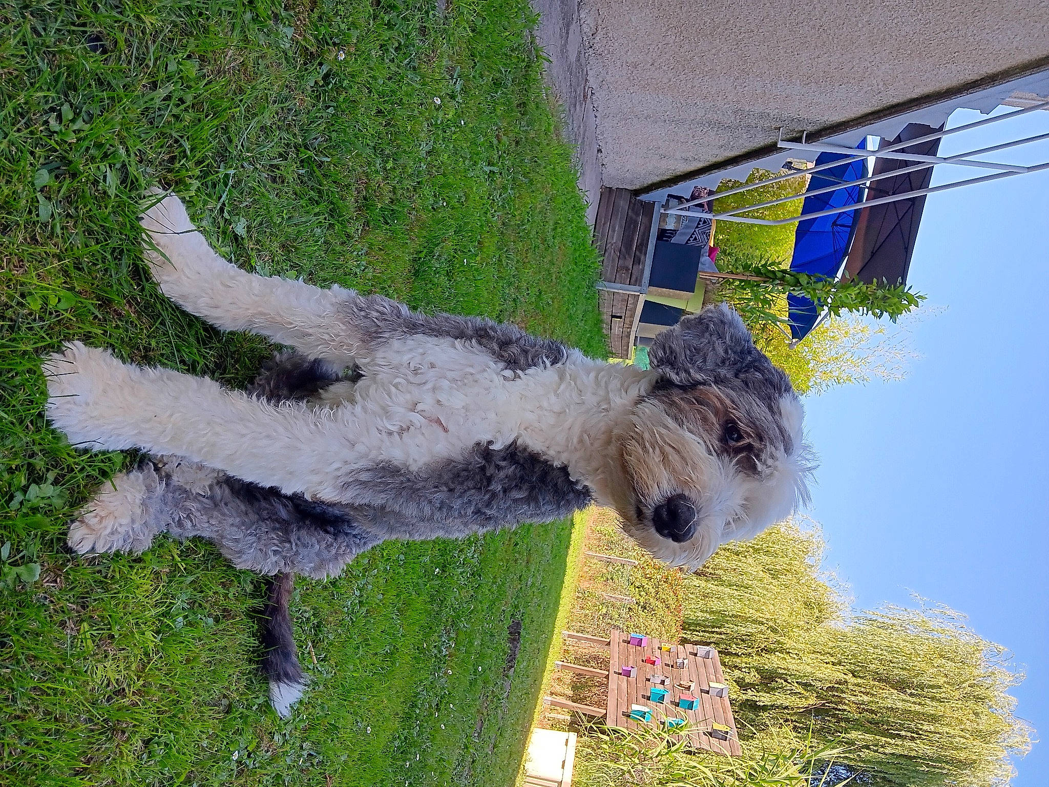 Ghalia a rejoint le concours — aidez-le/la à gagner de superbes lots ! alpaca, art, canidae, dog_breed, flag, fur, grass, groundcover, hedge, plant, pole, shrub, sky, sporting_group, tail, tree, trunk, urban_design