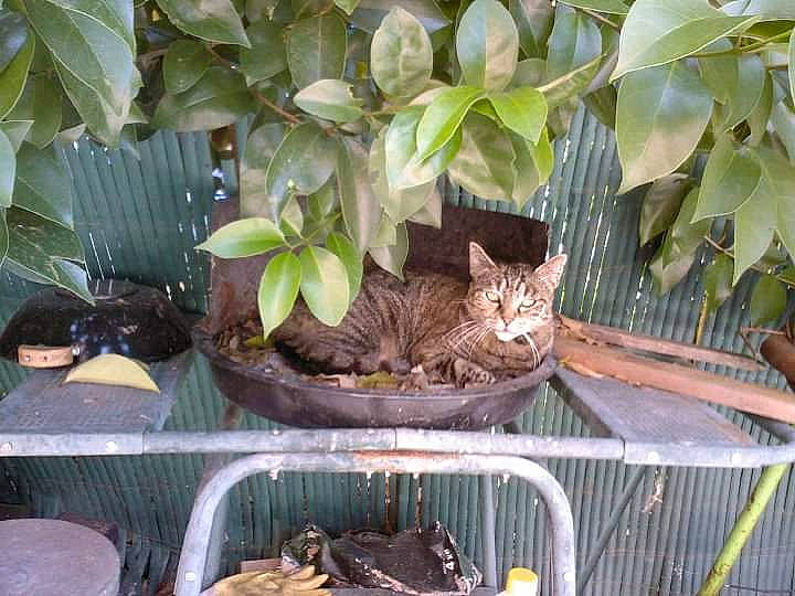 Lilou participe au concours pour gagner de l'argent avec cette photo : annual_plant, carnivore, cat, domestic_short_haired_cat, fawn, felidae, flowerpot, garden, grass, groundcover, herb, houseplant, pet_supply, plant, small_to_medium_sized_cats, tail, whiskers, wildlife, wood, yard