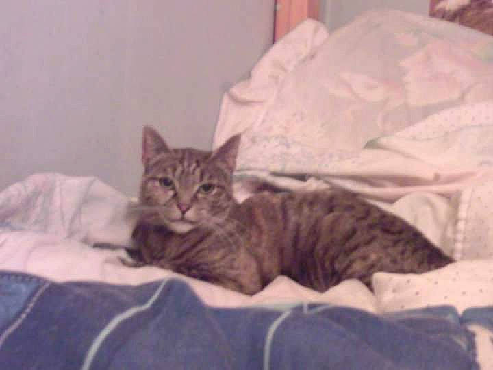 Lilou participe au concours pour gagner de l'argent avec cette photo : bed, bed_sheet, bedding, carnivore, cat, comfort, domestic_short_haired_cat, felidae, fur, grey, linens, nap, paw, room, sitting, small_to_medium_sized_cats, snout, terrestrial_animal, textile, whiskers