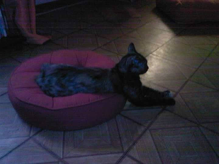 Nelka a rejoint le concours — aidez-le/la à gagner de superbes lots ! canidae, carnivore, cat, comfort, companion_dog, dog_breed, electric_blue, felidae, floor, flooring, fur, hardwood, magenta, small_to_medium_sized_cats, sporting_group, tail, terrestrial_animal, whiskers, wood, wood_flooring