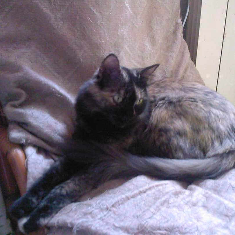 Nelka