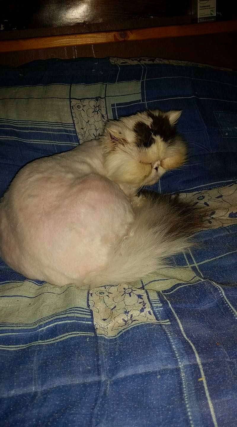 Nelka a rejoint le concours — aidez-le/la à gagner de superbes lots ! balinese, birman, box, carnivore, cat, comfort, domestic_short_haired_cat, fawn, felidae, fur, linens, pattern, paw, siamese, small_to_medium_sized_cats, snout, tail, tonkinese, whiskers, wood