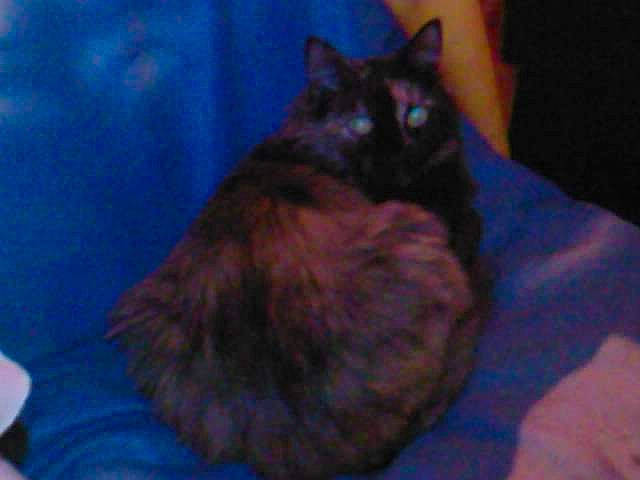 Nelka participe au concours pour gagner de l'argent avec cette photo : black_cat, carnivore, cat, cat_supply, claw, comfort, dog_breed, domestic_short_haired_cat, electric_blue, felidae, fur, small_to_medium_sized_cats, tail, terrestrial_animal, whiskers