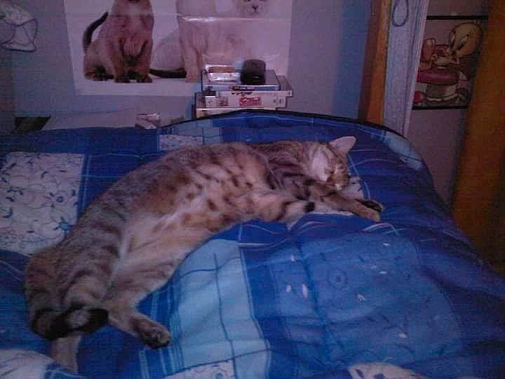 Misty participe au concours pour gagner de l'argent avec cette photo : bed, bedding, cabinetry, carnivore, cat, comfort, domestic_short_haired_cat, fawn, felidae, fur, furniture, linens, nap, paw, picture_frame, room, small_to_medium_sized_cats, tail, terrestrial_animal, whiskers