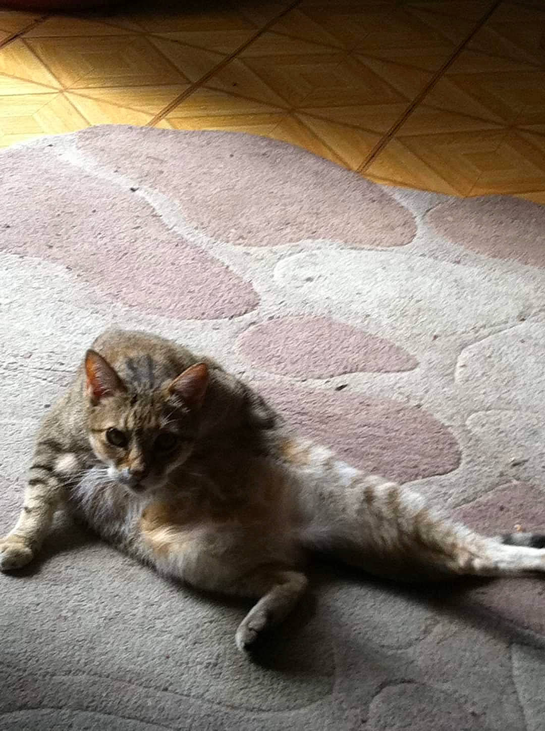 Misty a rejoint le concours — aidez-le/la à gagner de superbes lots ! asphalt, carnivore, cat, comfort, domestic_short_haired_cat, eye, felidae, floor, flooring, fur, grey, paw, road_surface, shadow, small_to_medium_sized_cats, snout, tail, tints_and_shades, whiskers, wood