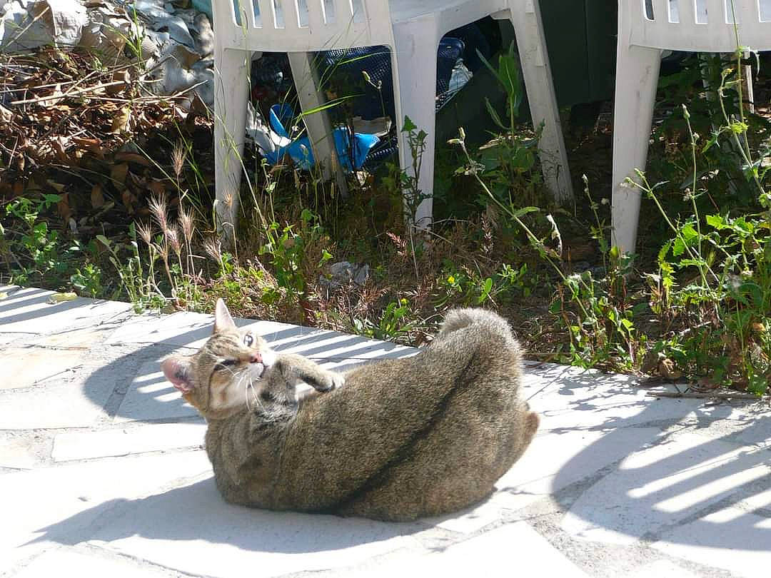 Misty a rejoint le concours — aidez-le/la à gagner de superbes lots ! botany, chair, domestic_rabbit, fawn, felidae, grass, grass_family, green, hare, outdoor_furniture, plant, rabbits_and_hares, road_surface, small_to_medium_sized_cats, squirrel, tail, terrestrial_animal, trunk, whiskers, wood