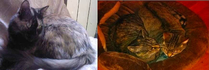 Misty participe au concours pour gagner de l'argent avec cette photo : canidae, carnivore, cat, comfort, dog_breed, domestic_short_haired_cat, ear, fawn, felidae, fur, liver, nap, sleep, small_to_medium_sized_cats, snout, sporting_group, tail, terrestrial_animal, whiskers, wildlife