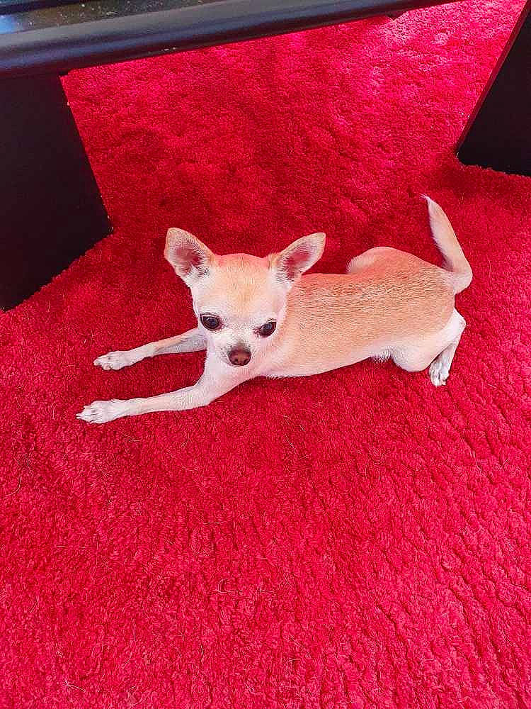 Miki a rejoint le concours — aidez-le/la à gagner de superbes lots ! canidae, carnivore, comfort, companion_dog, dog, dog_breed, fawn, flooring, font, fur, magenta, metal, pattern, pink, red, snout, tail, terrestrial_animal, wood, working_animal