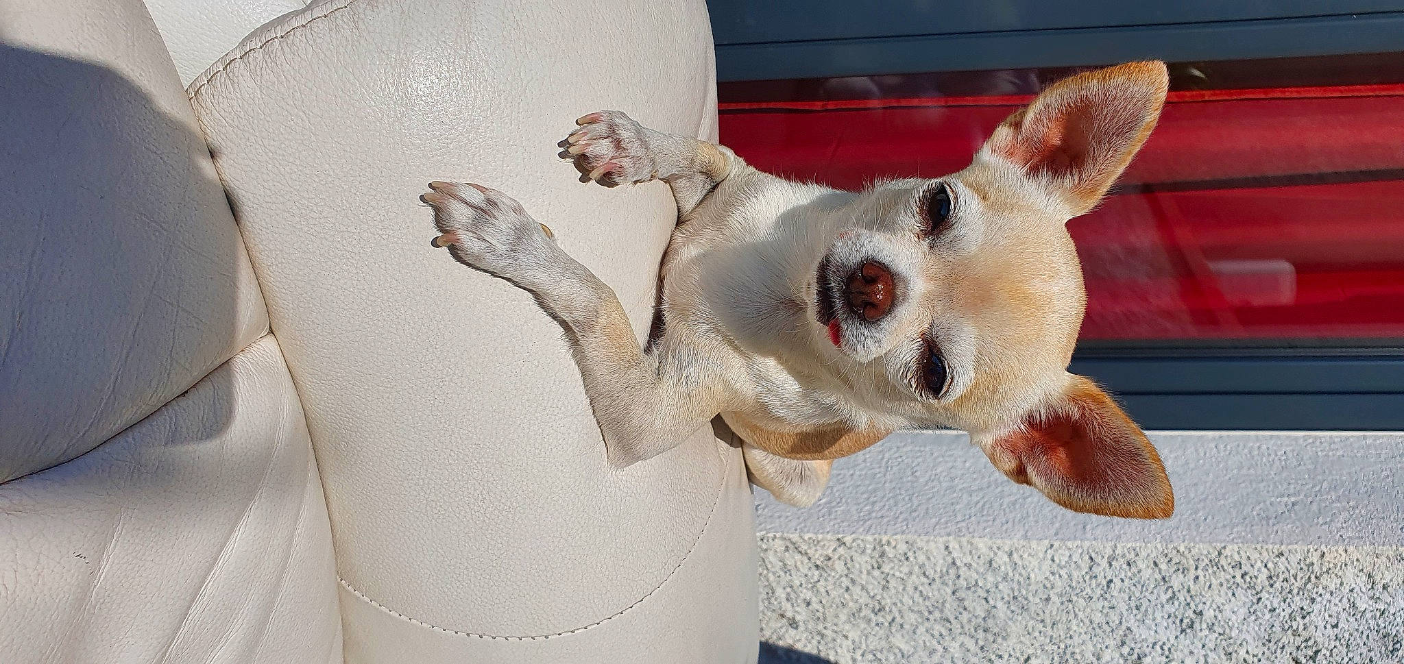 Miki a rejoint le concours — aidez-le/la à gagner de superbes lots ! art, canidae, carnivore, comfort, companion_dog, corgi_chihuahua, creative_arts, dog, dog_breed, dog_supply, ear, fawn, fur, paw, pet_supply, snout, sporting_group, tail, whiskers, working_animal