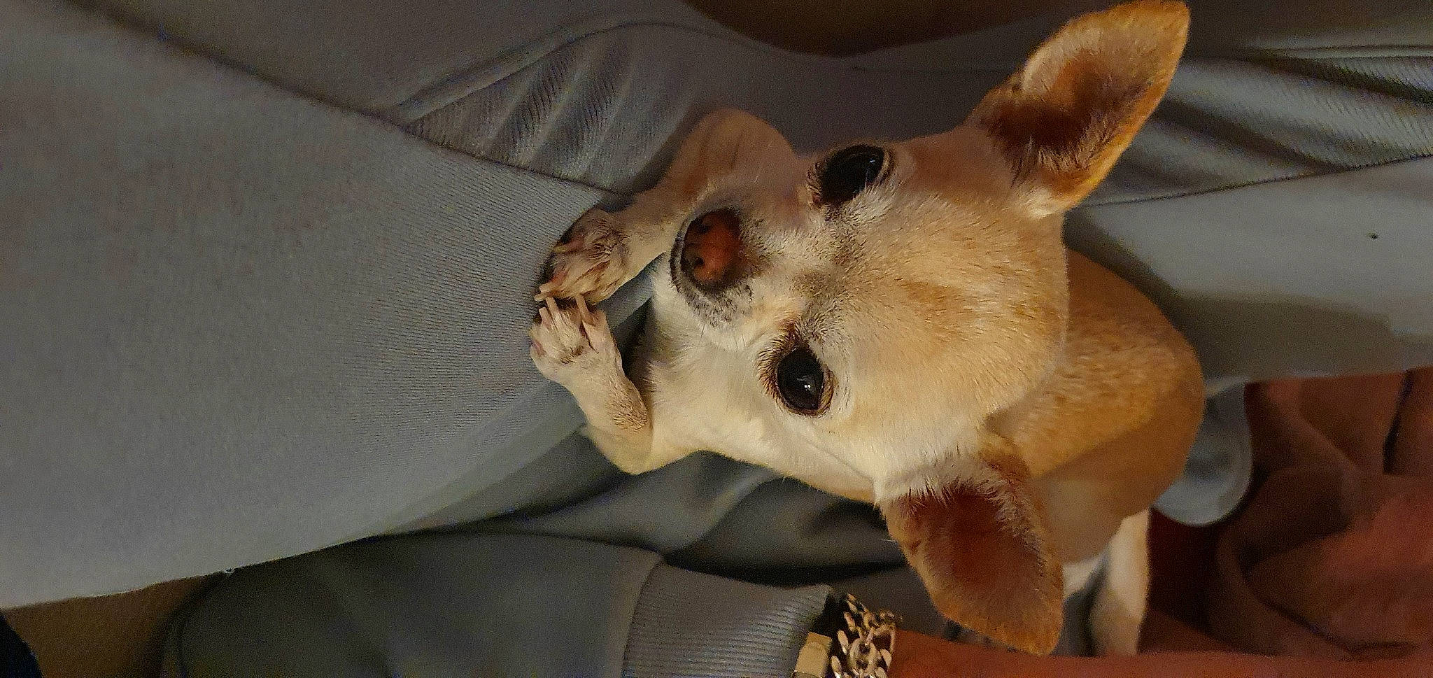 Miki participe au concours pour gagner de l'argent avec cette photo : bracelet, canidae, carnivore, companion_dog, dog, dog_breed, ear, fawn, felidae, fur, head, jaw, paw, small_to_medium_sized_cats, snout, sporting_group, terrestrial_animal, whiskers, wildlife, working_animal