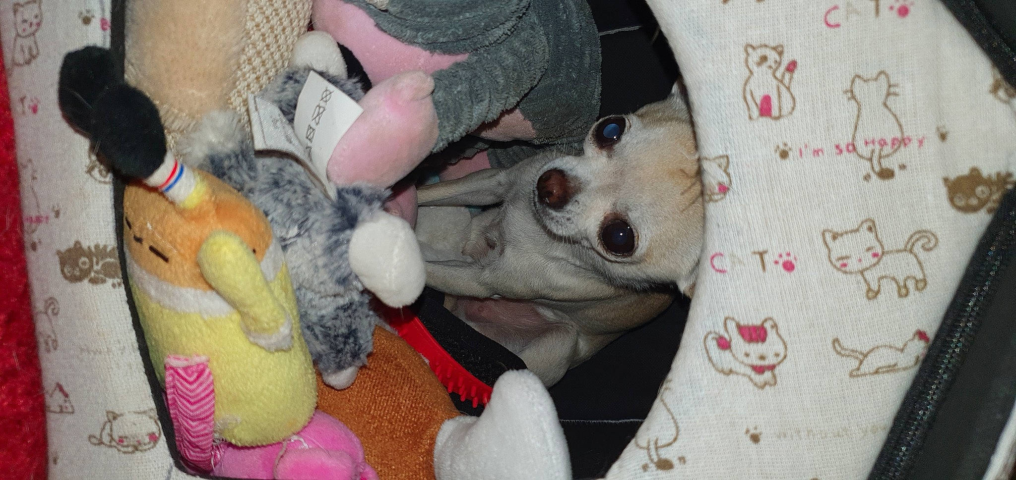 Miki participe au concours pour gagner de l'argent avec cette photo : canidae, carnivore, comfort, companion_dog, dog, dog_breed, dog_supply, fawn, fur, lap, linens, non_sporting_group, paw, plush, snout, sporting_group, stuffed_toy, textile, toy, vertebrate