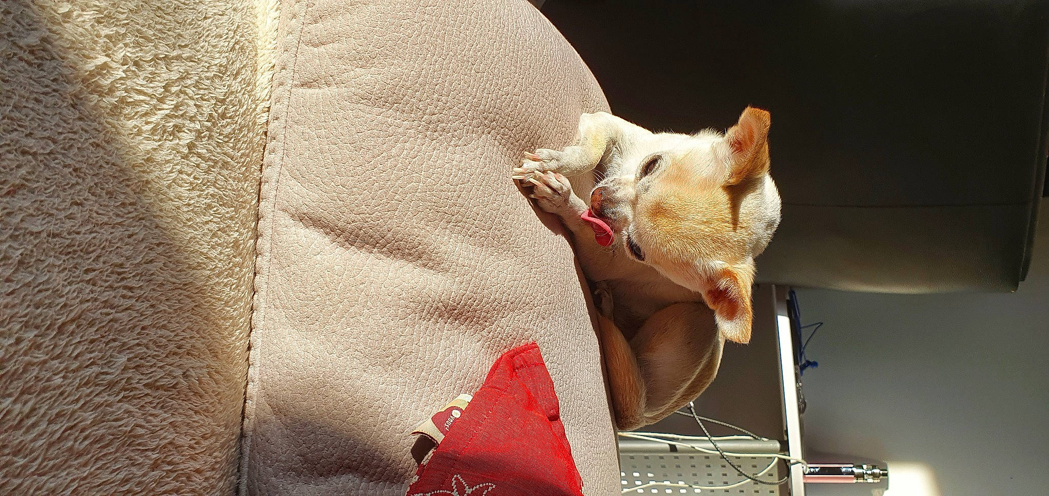 Miki participe au concours pour gagner de l'argent avec cette photo : bag, carmine, carnivore, claw, comfort, companion_dog, couch, domestic_short_haired_cat, fashion_accessory, felidae, fur, linens, pattern, paw, small_to_medium_sized_cats, tail, terrestrial_animal, toy, whiskers, wood