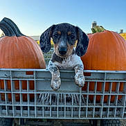 Derby is registered to the contest to win money with this photo: puppy, dog, pumpkin, crate, outdoor, fall, autumn, cute, animal, pet, wheel, nature, sky, grass, young, small, ears, face, black, white