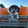 puppy, dog, pumpkin, crate, outdoor, fall, autumn, cute, animal, pet, wheel, nature, sky, grass, young, small, ears, face, black, white