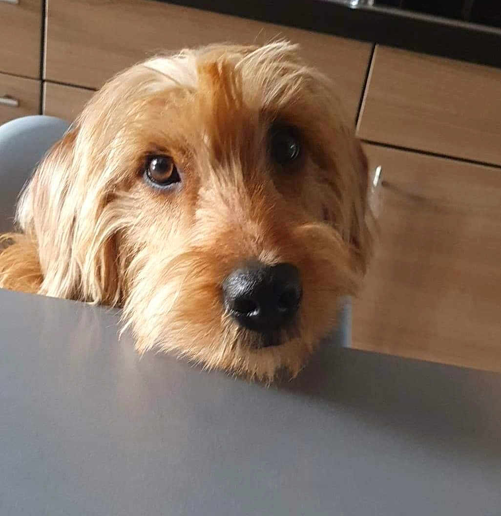 Cannelle