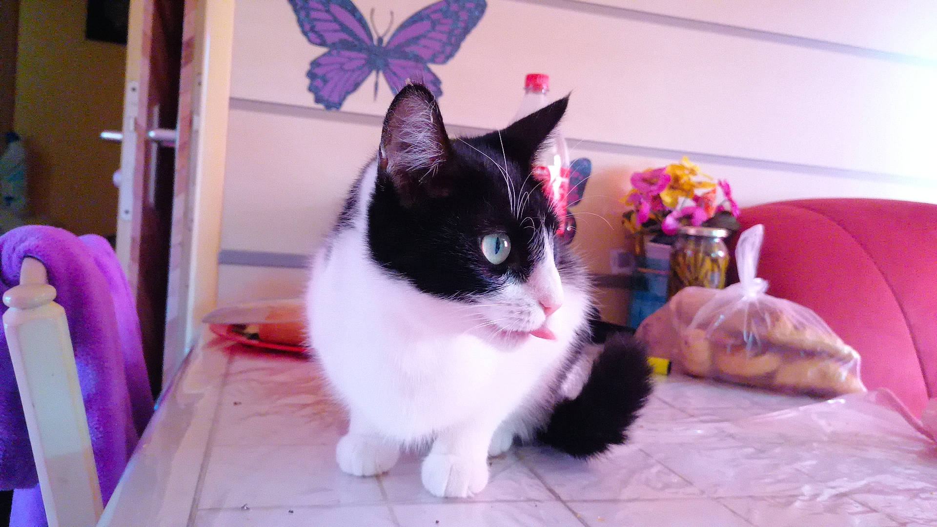 Simba a rejoint le concours — aidez-le/la à gagner de superbes lots ! arthropod, butterfly, carnivore, cat, comfort, domestic_short_haired_cat, felidae, floor, flooring, insect, magenta, moths_and_butterflies, pink, pollinator, purple, small_to_medium_sized_cats, snout, tail, textile, whiskers