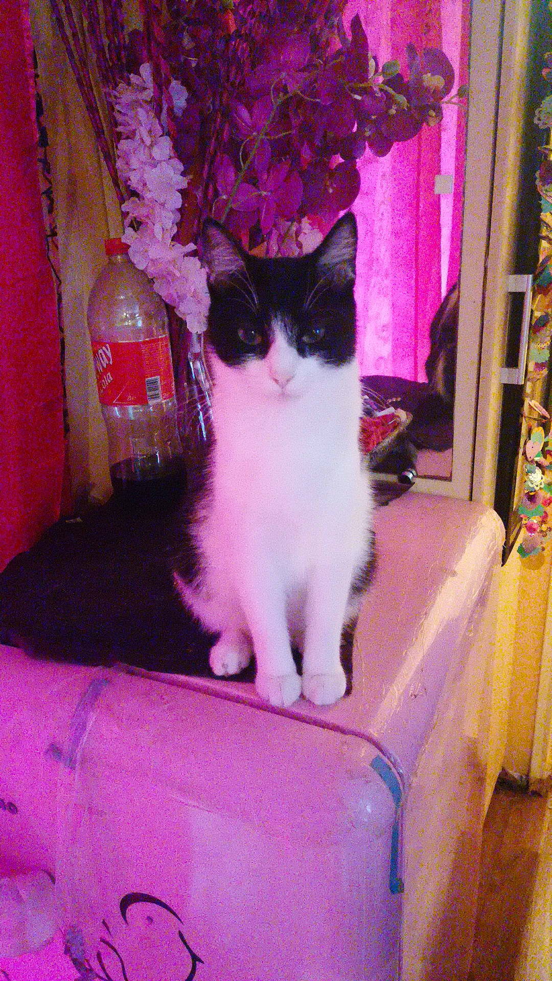 Simba a rejoint le concours — aidez-le/la à gagner de superbes lots ! beauty, carnivore, cat, curtain, domestic_short_haired_cat, felidae, flower, fur, magenta, paw, petal, pink, plant, purple, sitting, small_to_medium_sized_cats, snout, tail, tints_and_shades, whiskers