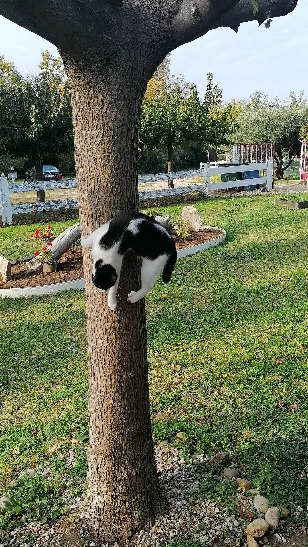 Simba a rejoint le concours — aidez-le/la à gagner de superbes lots ! art, bovine, carnivore, companion_dog, dog_breed, fur, grass, grass_family, grassland, landscape, lawn, plant, shade, sky, sporting_group, tail, terrestrial_animal, tree, trunk, woody_plant