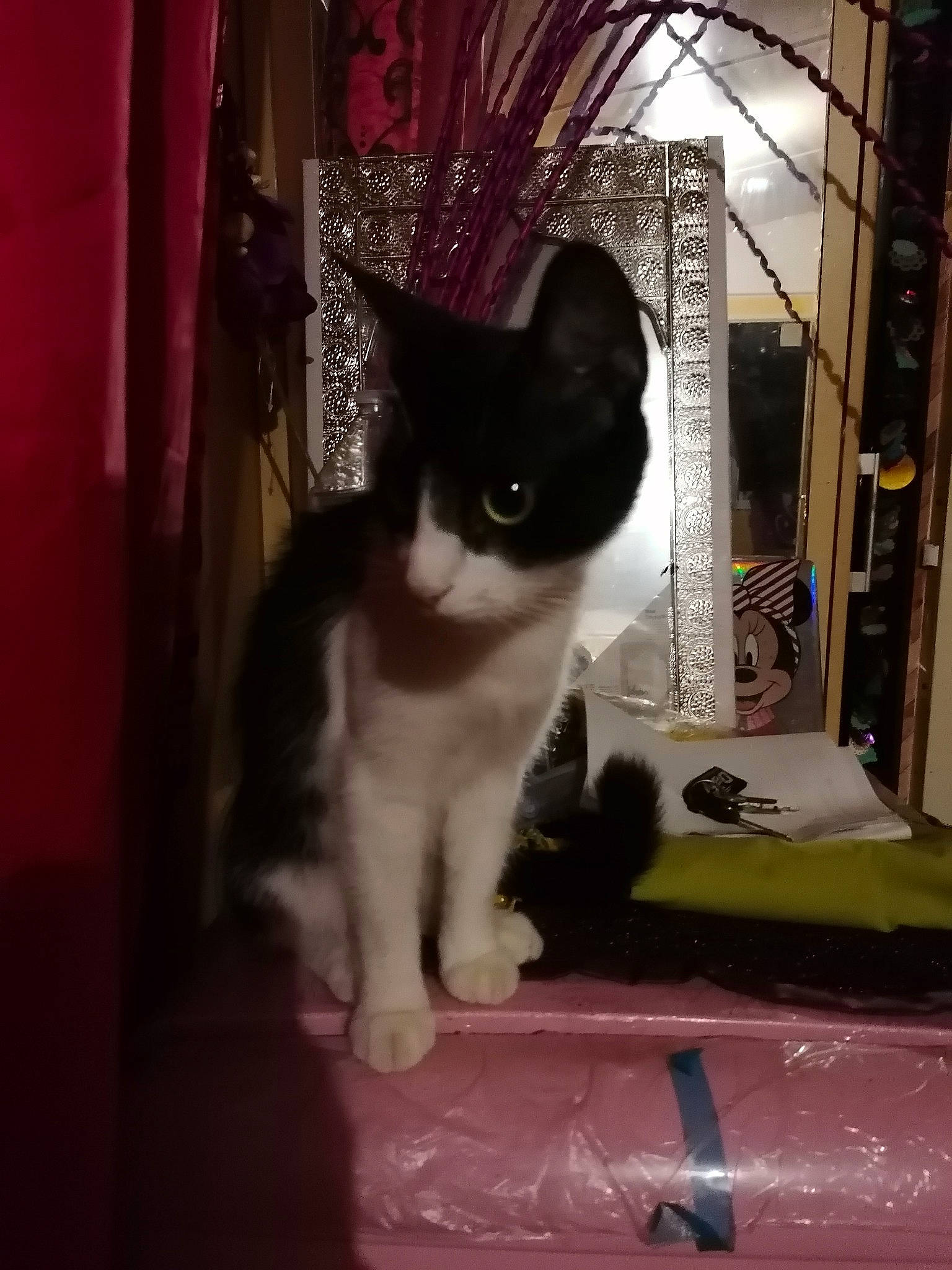 Simba participe au concours pour gagner de l'argent avec cette photo : black_cat, carnivore, cat, cat_supply, comfort, curtain, domestic_short_haired_cat, felidae, flooring, fur, human_body, magenta, pet_supply, pink, purple, small_to_medium_sized_cats, snout, tail, whiskers, window