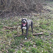 Smooki participe au concours pour gagner de l'argent avec cette photo : dog, canine, outdoor, grass, leaves, stick, nature, animal, tongue_out, happy, pet, forest, brown_branches, daylight, wild, playful, muzzle, standing, fur, white_chest