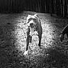 Smooki participe au concours pour gagner de l'argent avec cette photo : dog, animal, outdoor, forest, path, grass, nature, tongue_out, walking, black_and_white, canine, pet, playful, sunlight, shadow, collar, mammal, human_hand, adventure, exercise
