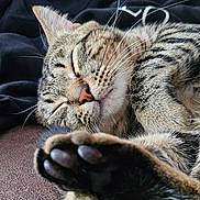 Taki joined the competition — help win amazing prizes! animal, cat, close_up, cozy, cute, domestic_animal, feline, fur, indoor, mammal, nap, paw, peaceful, pet, relaxation, resting, sleeping, soft, tabby_cat, whiskers
