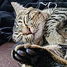 cat, tabby_cat, sleeping, paw, close_up, feline, whiskers, fur, pet, relaxation, cozy, nap, animal, cute, resting, indoor, soft, mammal, domestic_animal, peaceful