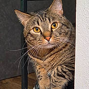Taki joined the competition — help win amazing prizes! cat, tabby, curious, golden_eyes, whiskers, paws, sneaker, shoe, colorful, indoor, wood_floor, chair_leg, wall, pet, feline, close_up, animal, domestic_cat, looking, peeking