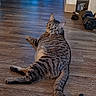 Taki is registered to the contest to win money with this photo: cat, tabby_cat, indoor, wooden_floor, pet, animal, feline, relaxed, looking_back, curious, domestic_cat, flooring, living_space, home, whiskers, tail, ears, eyes, resting, mammal