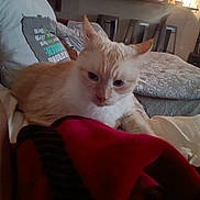 Sugar joined the competition — help win amazing prizes! cat, bed, blanket, pillow, indoor, furniture, cozy, cream_colored_cat, relaxing, domestic, pet, home, soft_lighting, resting, calm, quiet, living_space, couch, fabric, warm