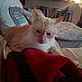 cat, bed, blanket, pillow, indoor, furniture, cozy, cream_colored_cat, relaxing, domestic, pet, home, soft_lighting, resting, calm, quiet, living_space, couch, fabric, warm