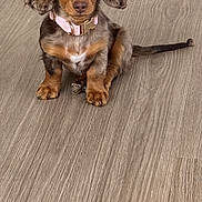 Nova joined the competition — help win amazing prizes! dog, puppy, dachshund, pet, animal, floor, wooden_floor, brown, pink_collar, cute, sitting, ears, fur, indoor, young, looking, adorable, small, domestic_animal, portrait