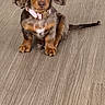 dog, puppy, dachshund, pet, animal, floor, wooden_floor, brown, pink_collar, cute, sitting, ears, fur, indoor, young, looking, adorable, small, domestic_animal, portrait