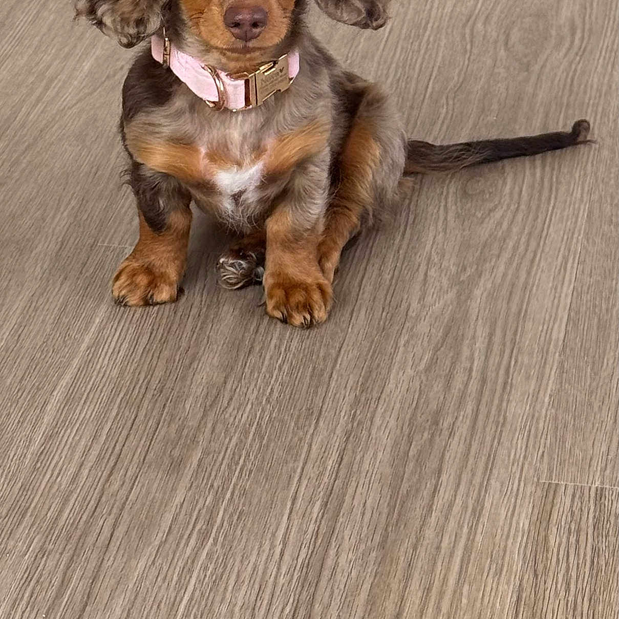 Nova