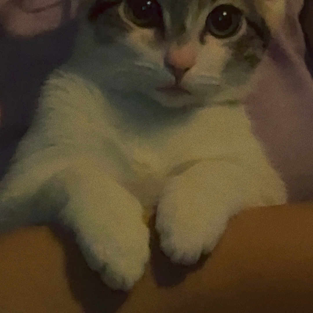 Michi