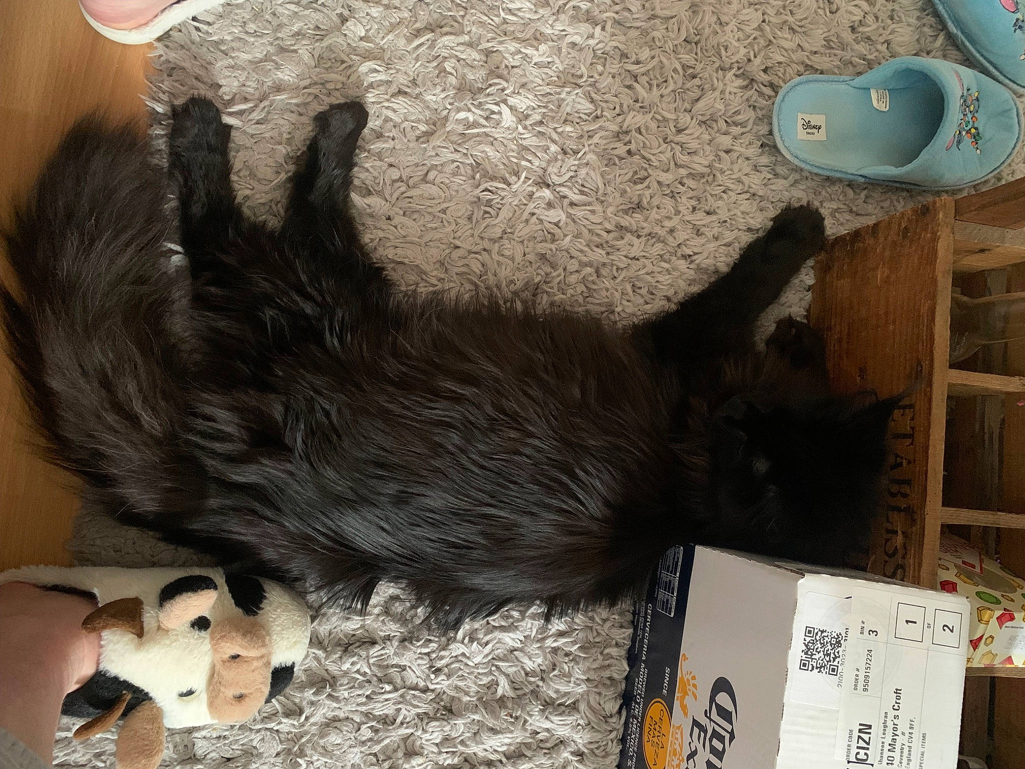 Tiberius is registered to the contest to win money with this photo: black_cat, box, canidae, carnivore, companion_dog, dog_breed, domestic_short_haired_cat, felidae, fur, grey, liver, mammal, mechanical_fan, paw, small_to_medium_sized_cats, sporting_group, tail, toy, vertebrate, whiskers