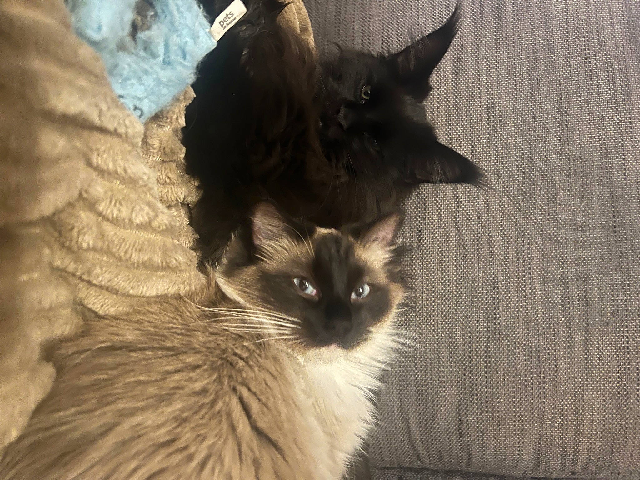 Tiberius joined the competition — help win amazing prizes! carnivore, cat, claw, domestic_short_haired_cat, fawn, felidae, fur, monochrome_photography, sand, small_to_medium_sized_cats, snout, tail, terrestrial_animal, whiskers