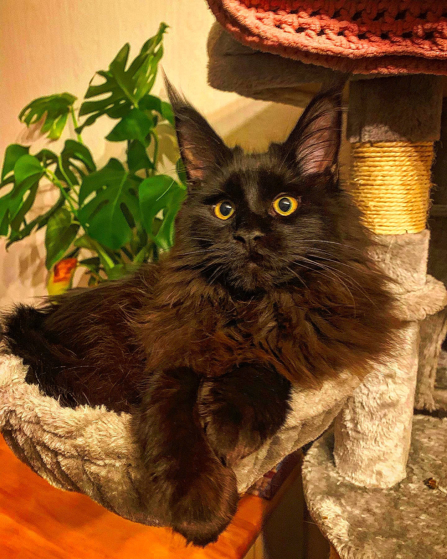 Tiberius joined the competition — help win amazing prizes! black_cat, carnivore, cat, claw, domestic_short_haired_cat, fawn, felidae, fur, houseplant, plant, small_to_medium_sized_cats, snout, tail, terrestrial_animal, whiskers, working_animal
