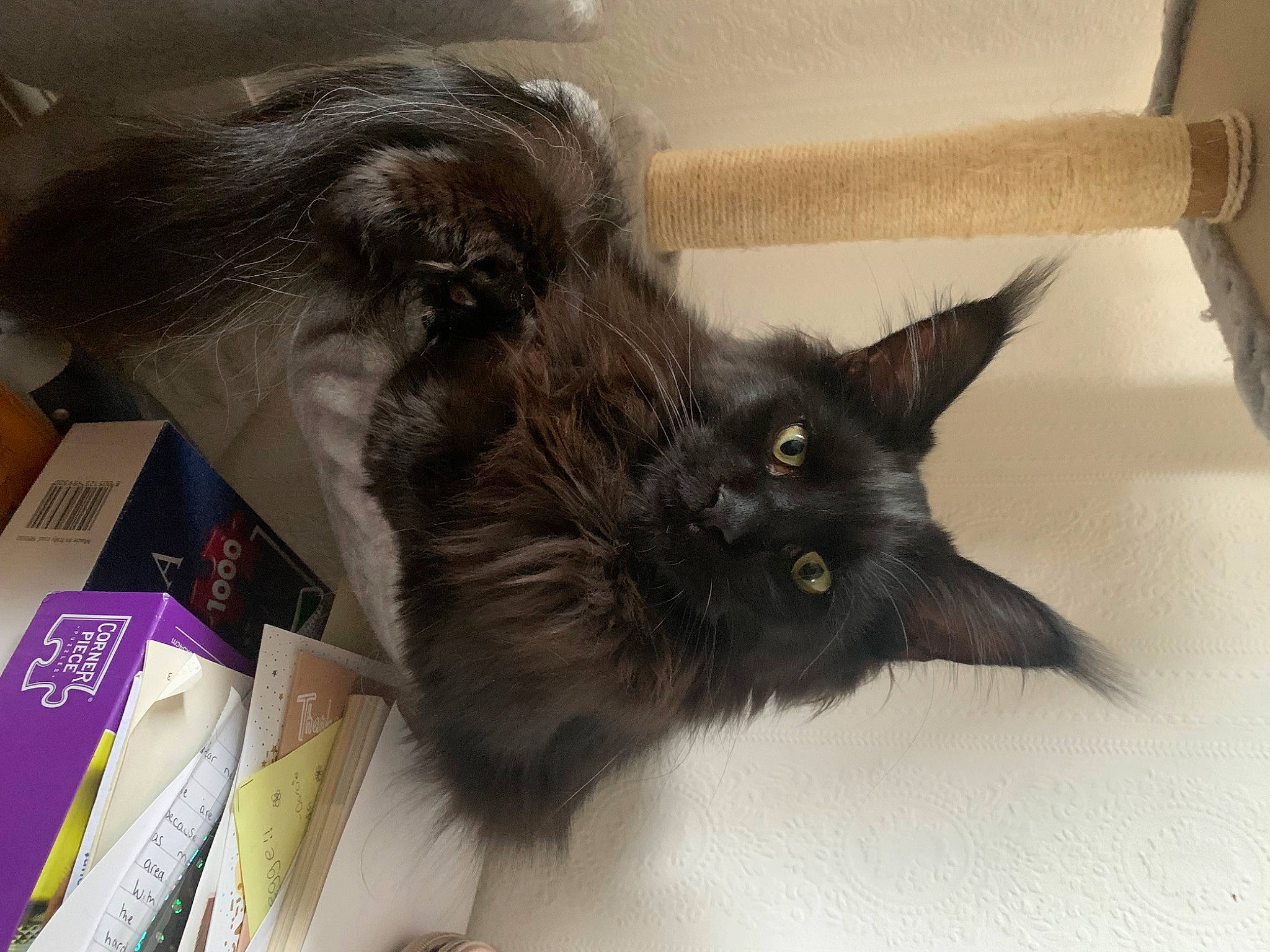 Tiberius joined the competition — help win amazing prizes! black_cat, box, carnivore, cat, claw, comfort, domestic_short_haired_cat, ear, fawn, felidae, fur, hardwood, liver, paw, publication, small_to_medium_sized_cats, snout, tail, whiskers